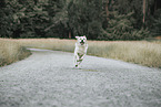 male Golden Retriever