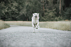 male Golden Retriever