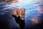 female Golden Retriever