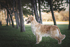 female Golden Retriever