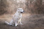 female Golden Retriever