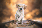 Golden Retriever Puppy