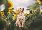 Golden Retriever Puppy