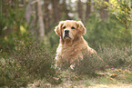 Golden Retriever outdoor