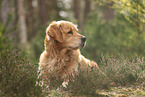 Golden Retriever outdoor