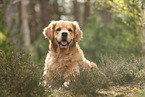 Golden Retriever outdoor