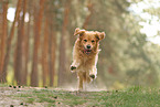 Golden Retriever outdoor