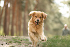 Golden Retriever outdoor