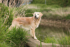 Golden Retriever outdoor