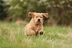 Golden Retriever Puppy