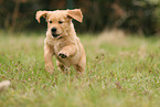 Golden Retriever Puppy