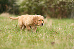 Golden Retriever Puppy