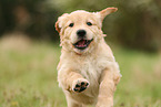 Golden Retriever Puppy