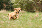 Golden Retriever Puppy