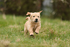 Golden Retriever Puppy