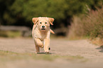 Golden Retriever Puppy