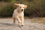 Golden Retriever Puppy