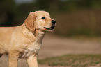 Golden Retriever Puppy