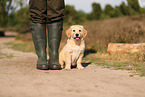 Golden Retriever Puppy