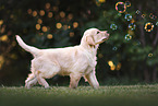 Golden Retriever Puppy