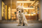 Golden Retriever Puppy