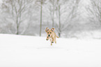 young Golden Retriever