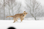 young Golden Retriever