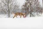 young Golden Retriever