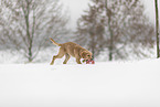 young Golden Retriever