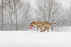 young Golden Retriever