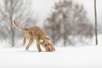 young Golden Retriever