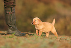 Golden Retriever Puppy