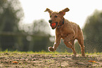 young Golden Retriever