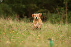 Golden Retriever Puppy