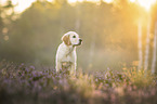 young Golden Retriever