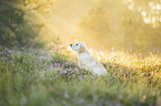 young Golden Retriever