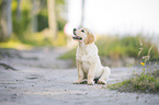 Golden Retriever Puppy