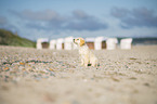 Golden Retriever Puppy