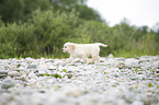 Golden Retriever Puppy