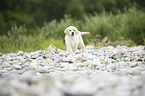 Golden Retriever Puppy