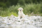 Golden Retriever Puppy