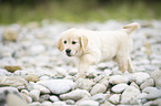 Golden Retriever Puppy