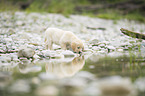 Golden Retriever Puppy