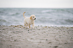 Golden Retriever Puppy