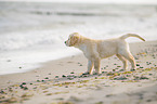 Golden Retriever Puppy