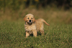 Golden Retriever puppy