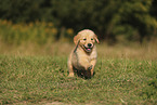 Golden Retriever puppy