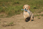 Golden Retriever puppy