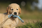 Golden Retriever puppy