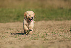 Golden Retriever puppy